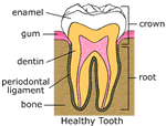 Healthy Tooth